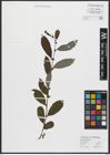 Foto von Salix appendiculata Vill.